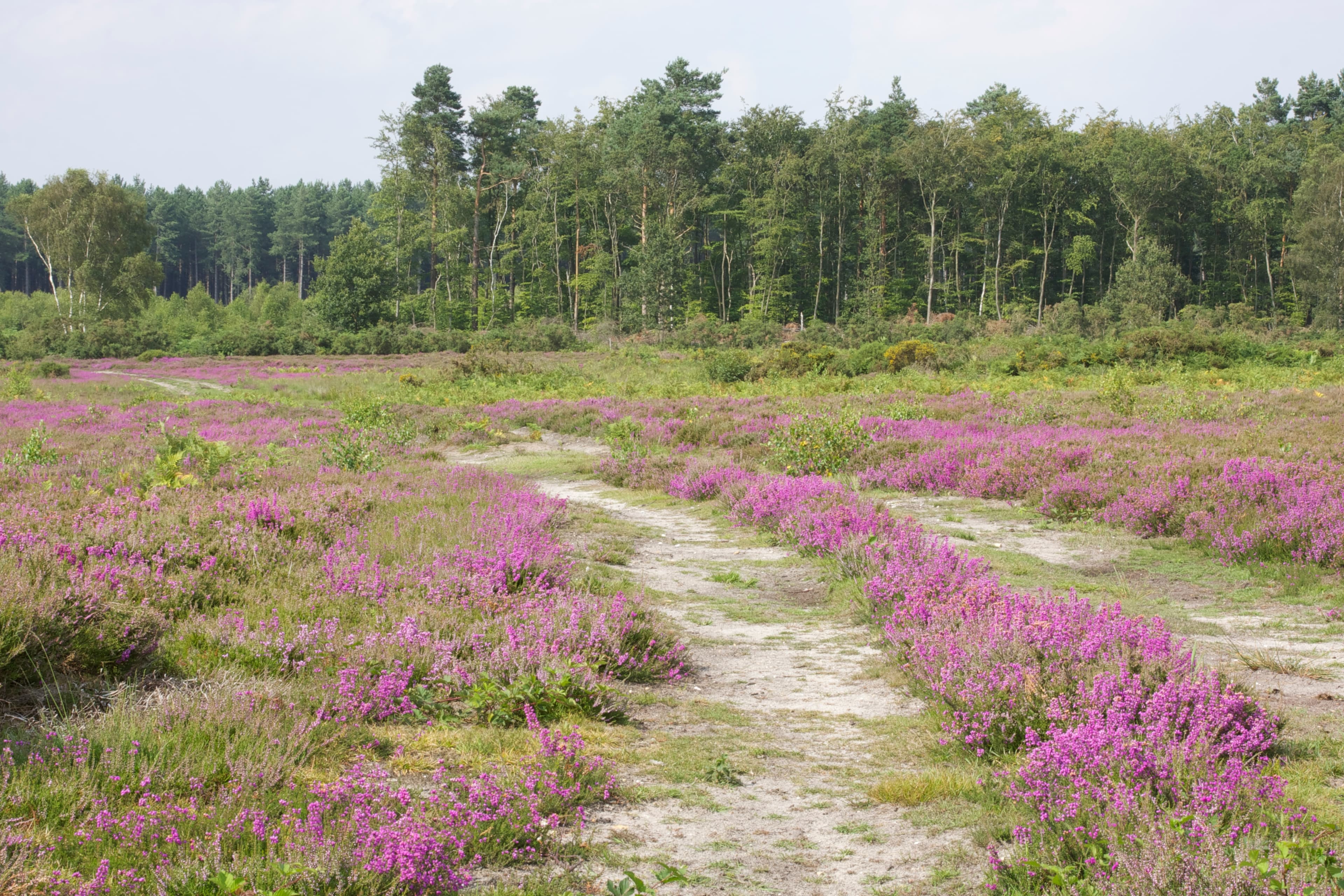 Foxley Wood - Main view