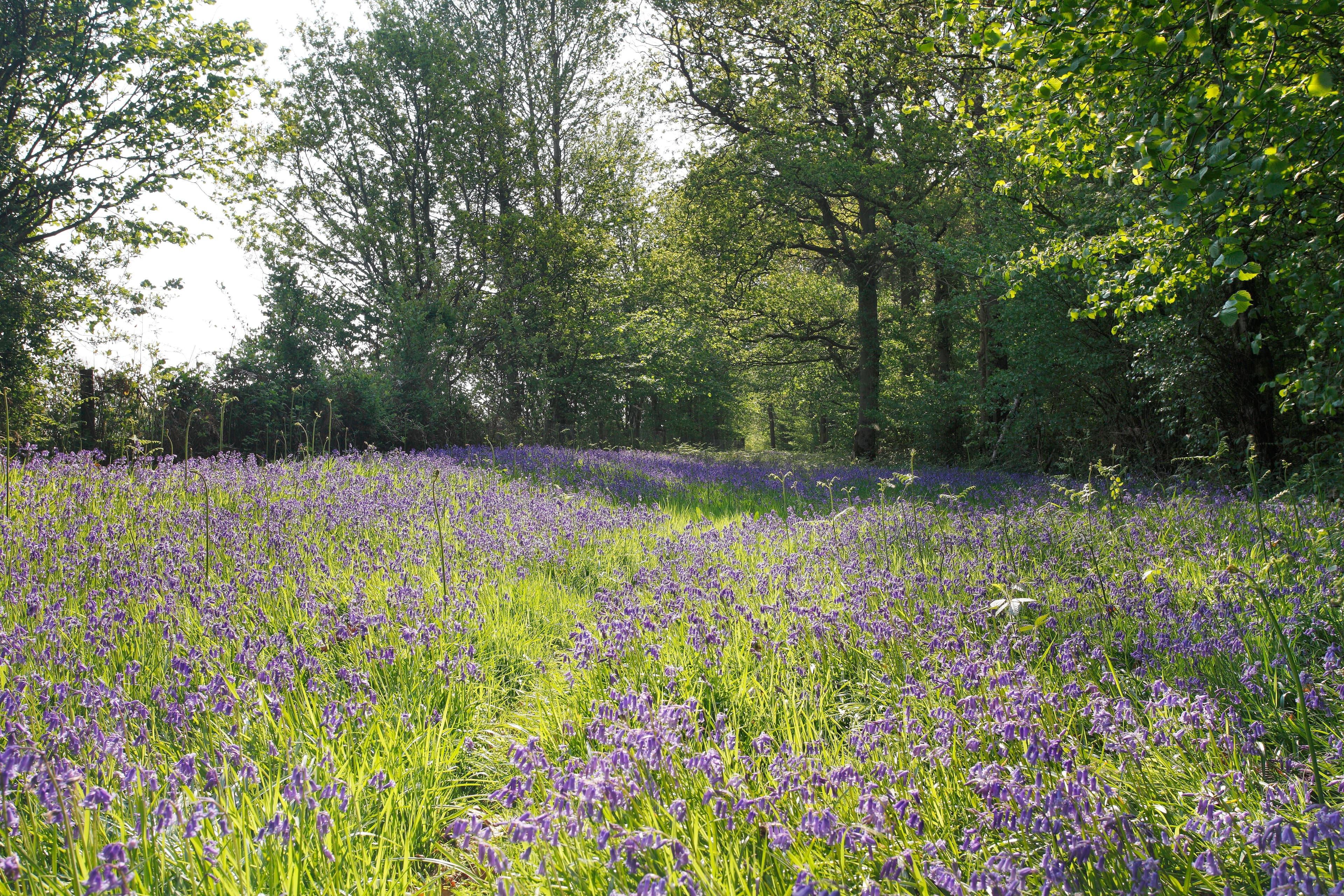 Foxley Wood - Image 2