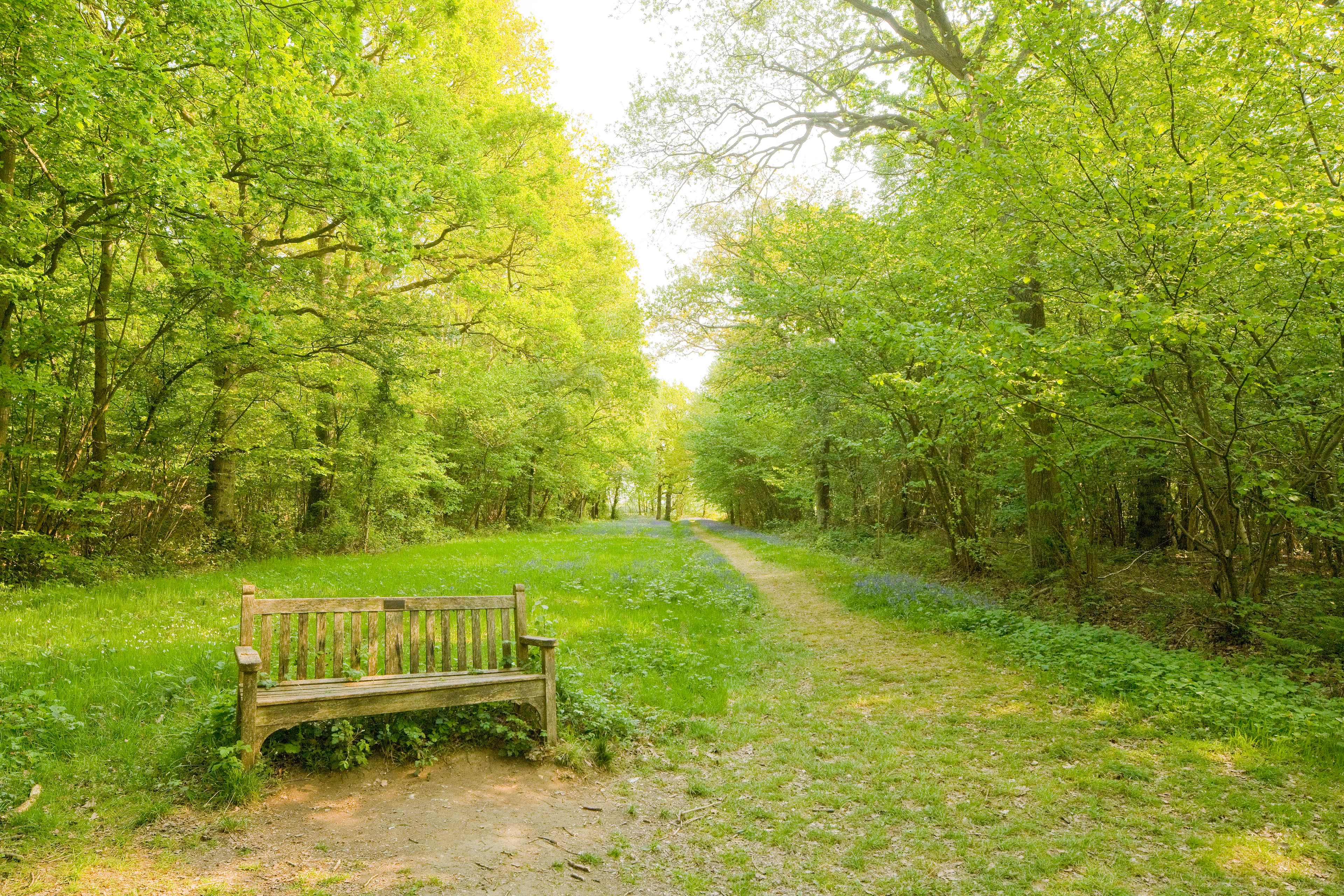 Foxley Wood - Image 3