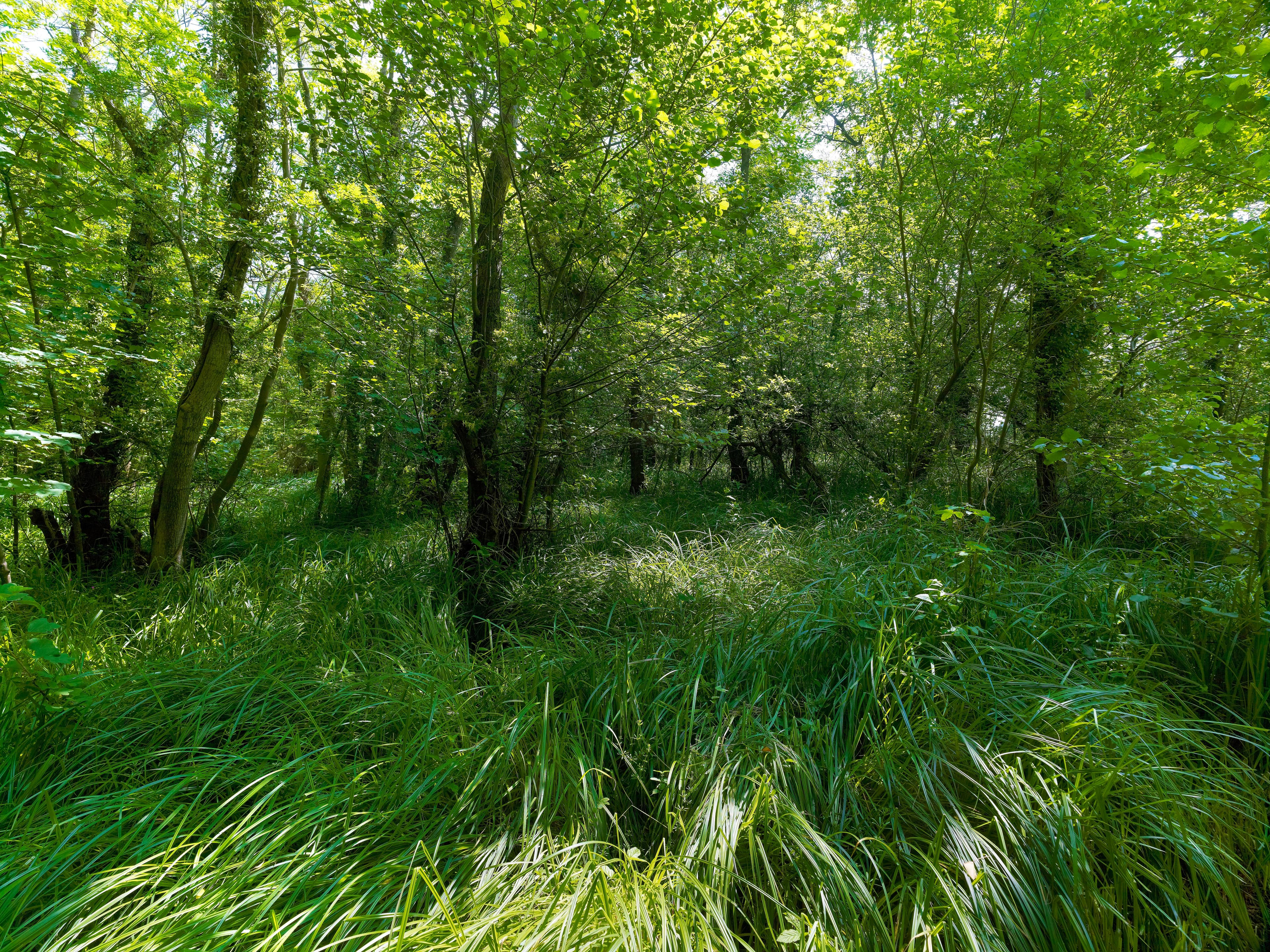 Foxley Wood - Image 4
