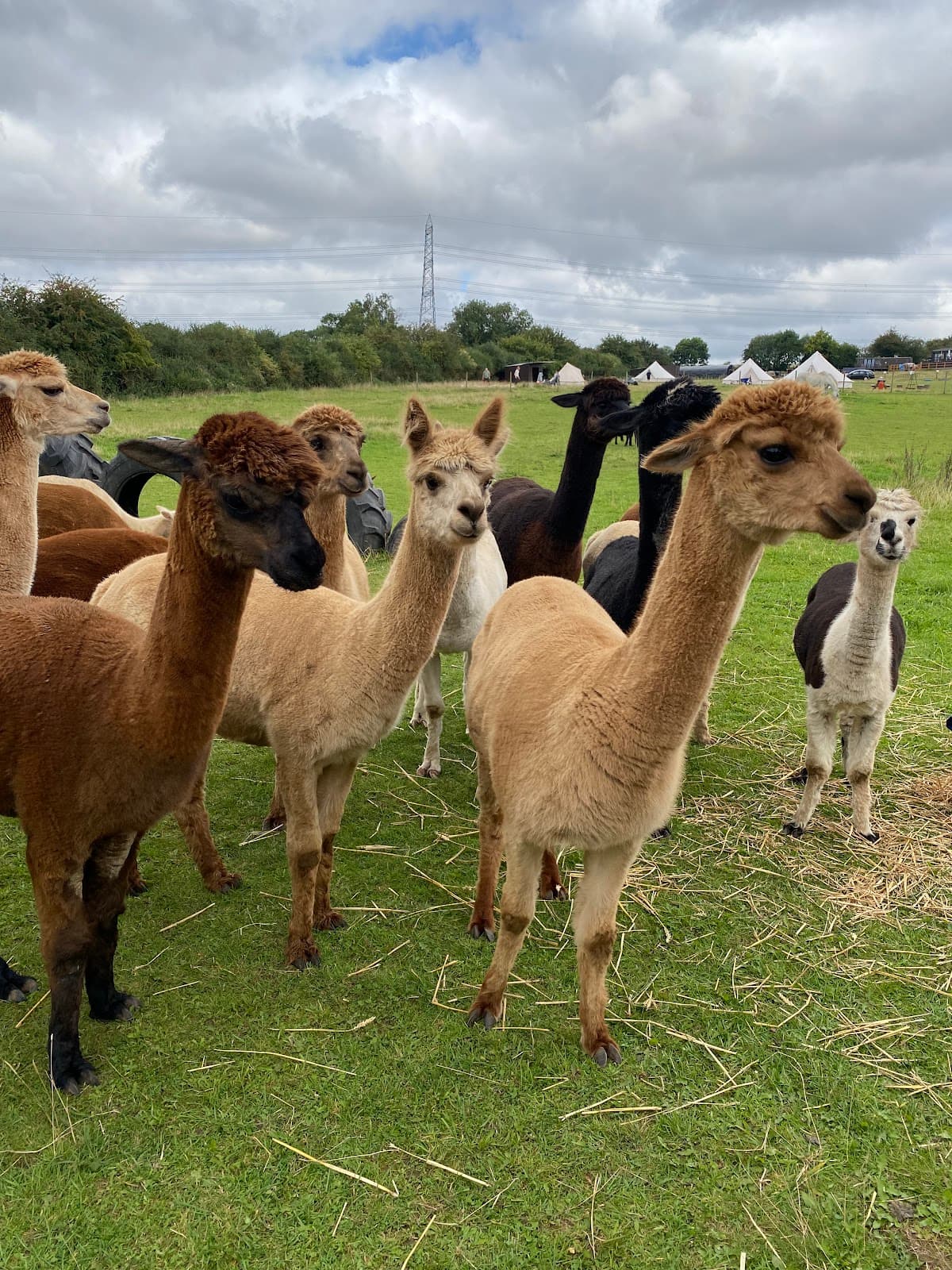Tickhill Alpacas - Image 1