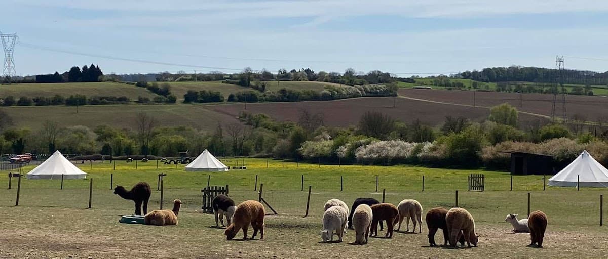 Tickhill Alpacas - Image 2
