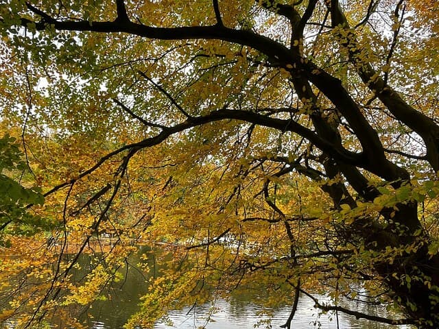 Forge Dam Park - Image 2