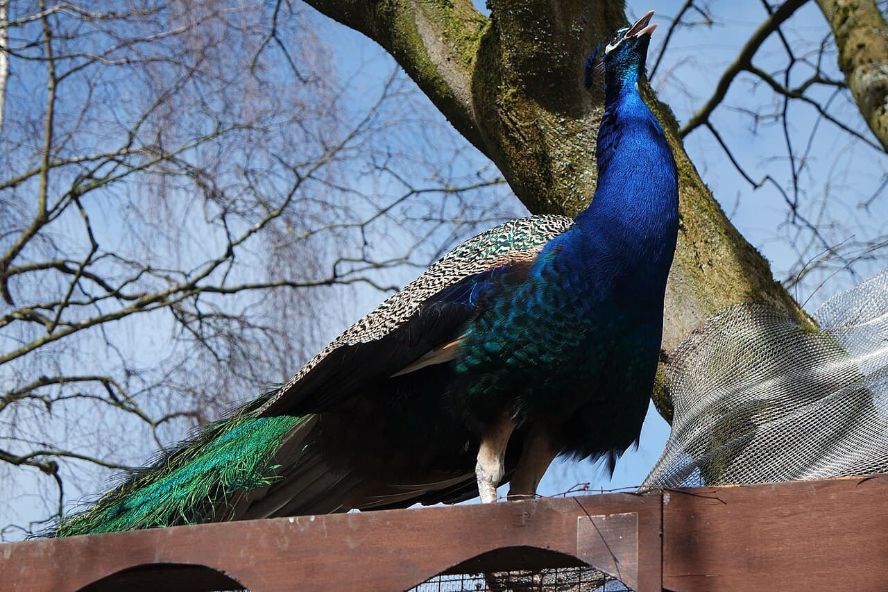 Walton Gardens and Hall Zoo - Image 1