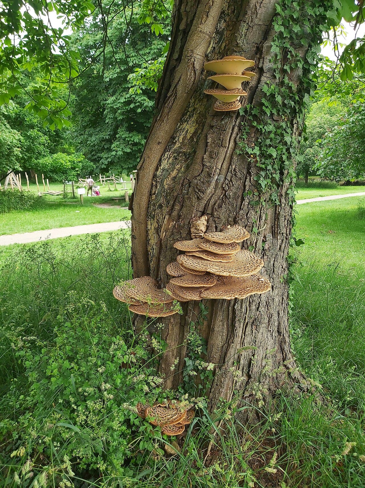 Farnham Park - Image 2