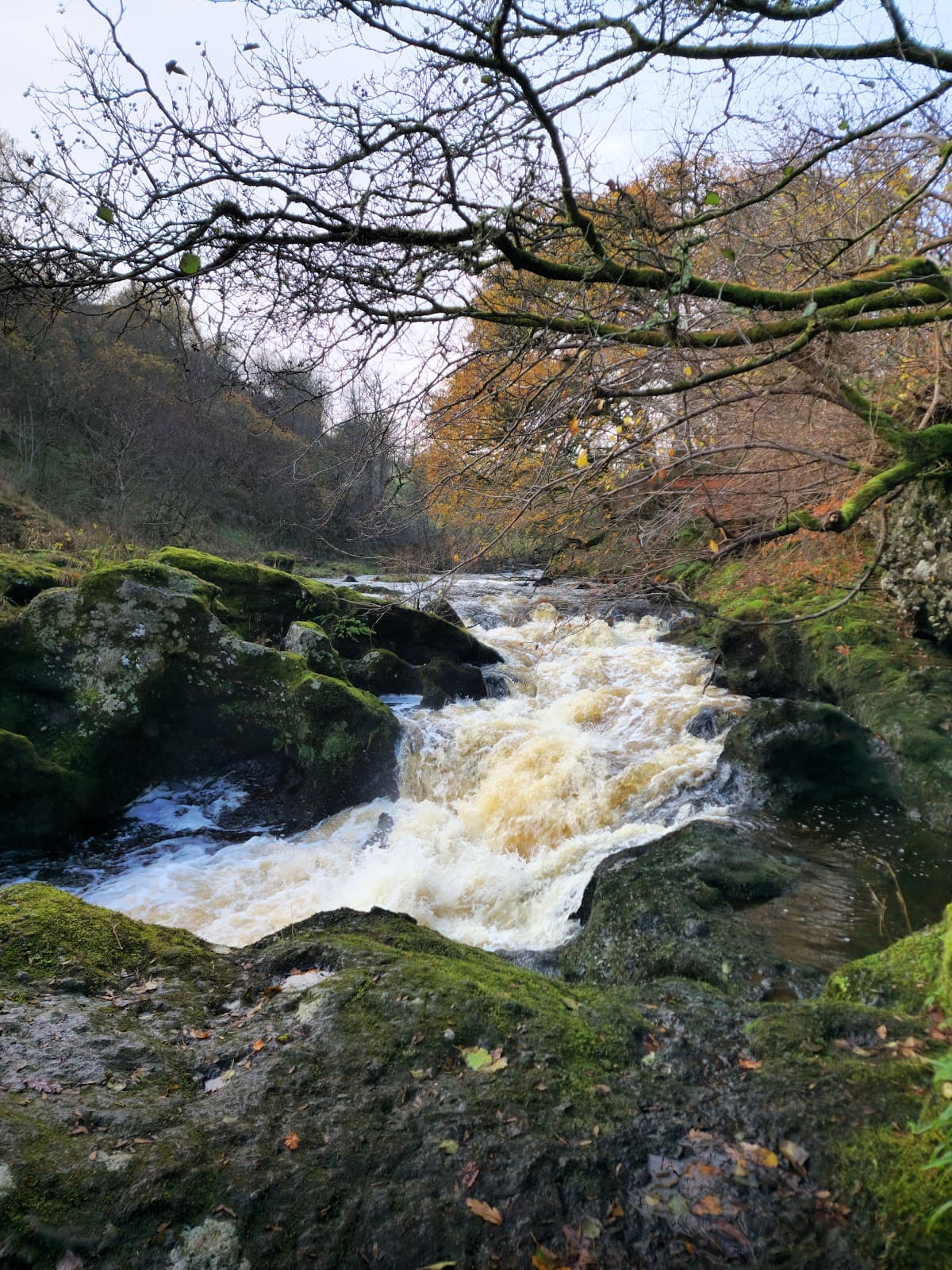 Carron Glen Wildlife Reserve - Image 2