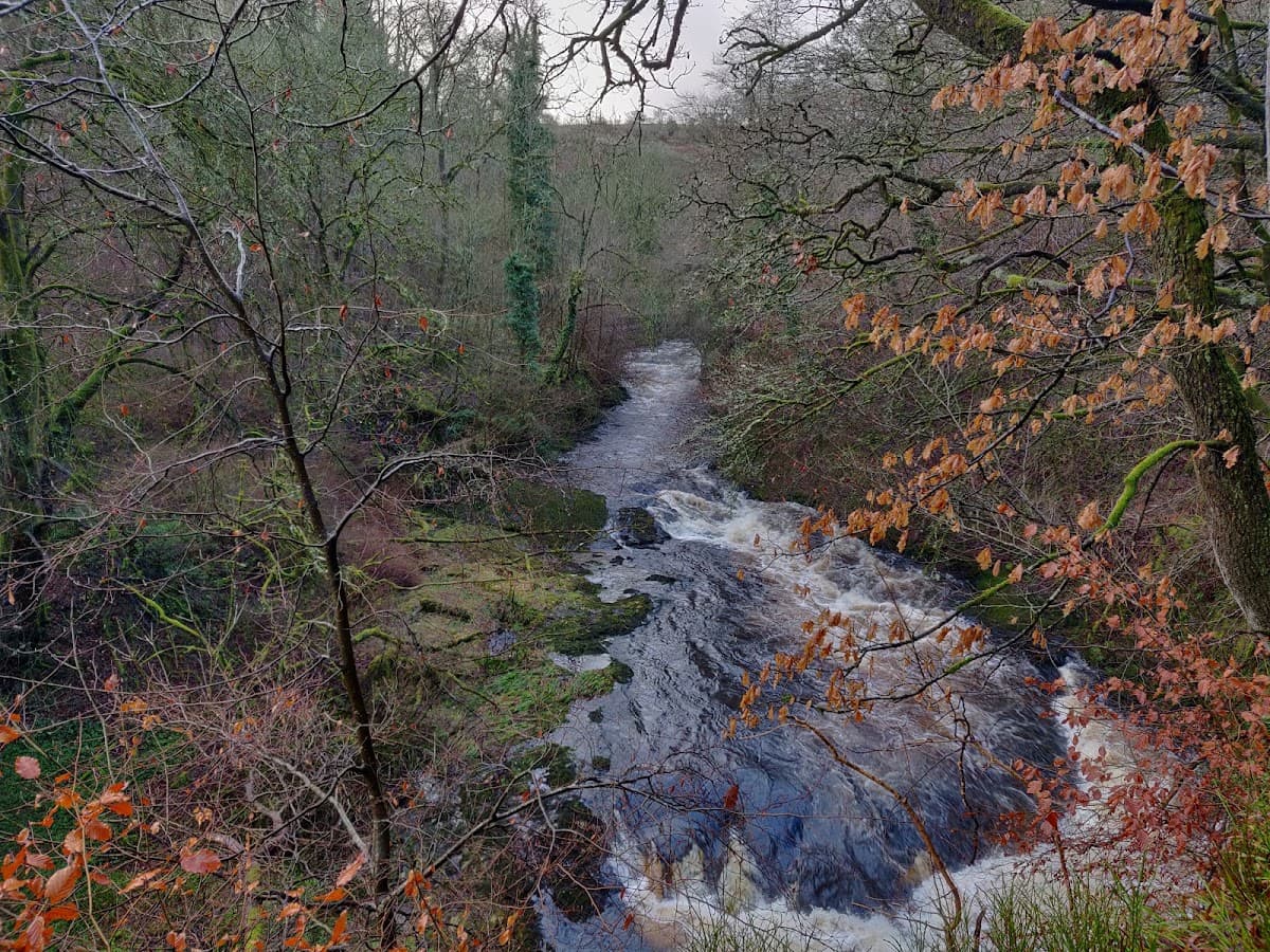 Carron Glen Wildlife Reserve - Image 3