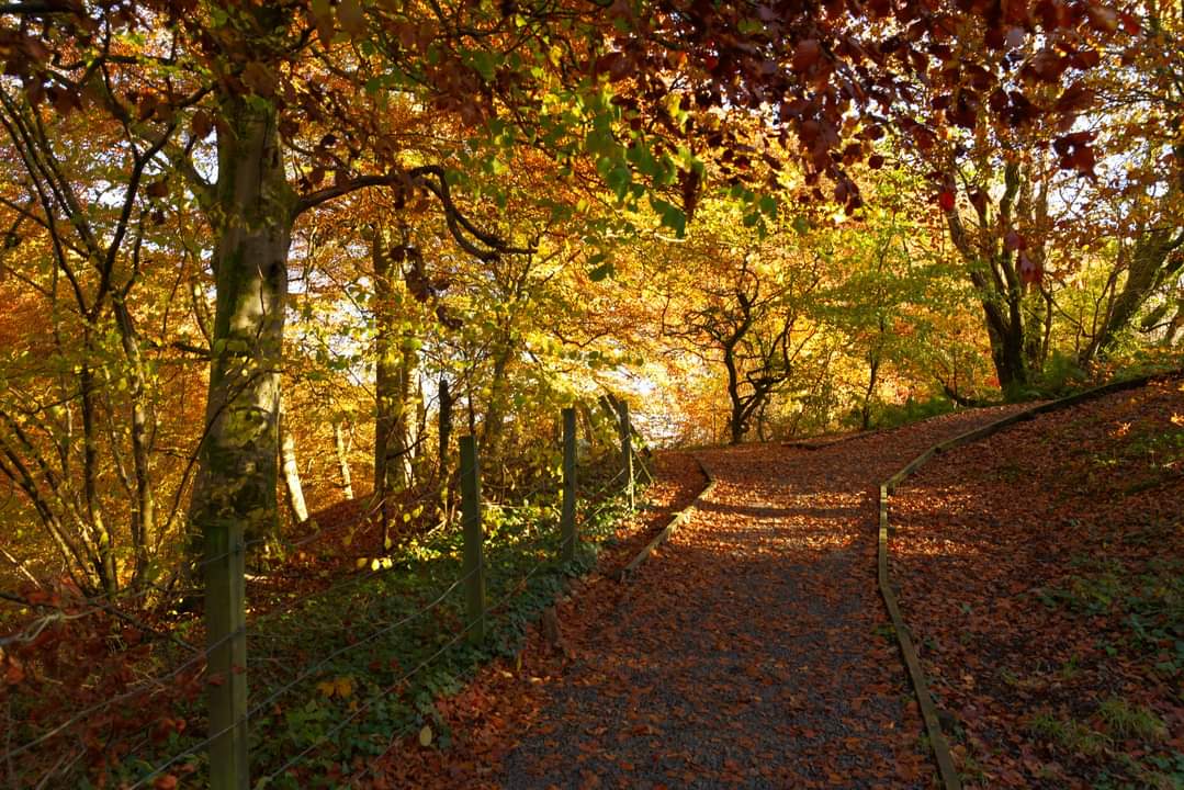 Carron Glen Wildlife Reserve - Image 4