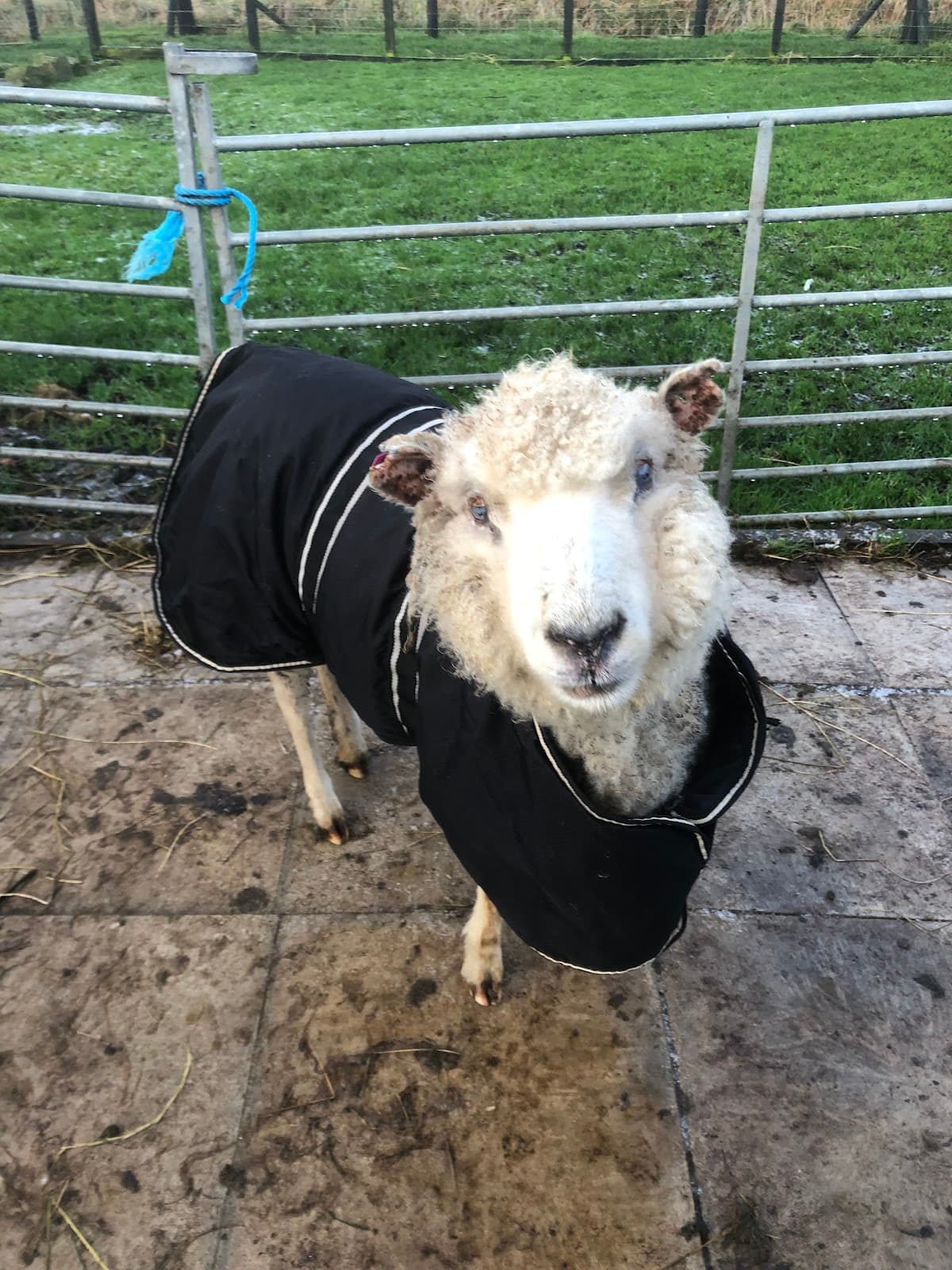 Puffin Croft, petting Farm, Farm Shop & B&B - Main view