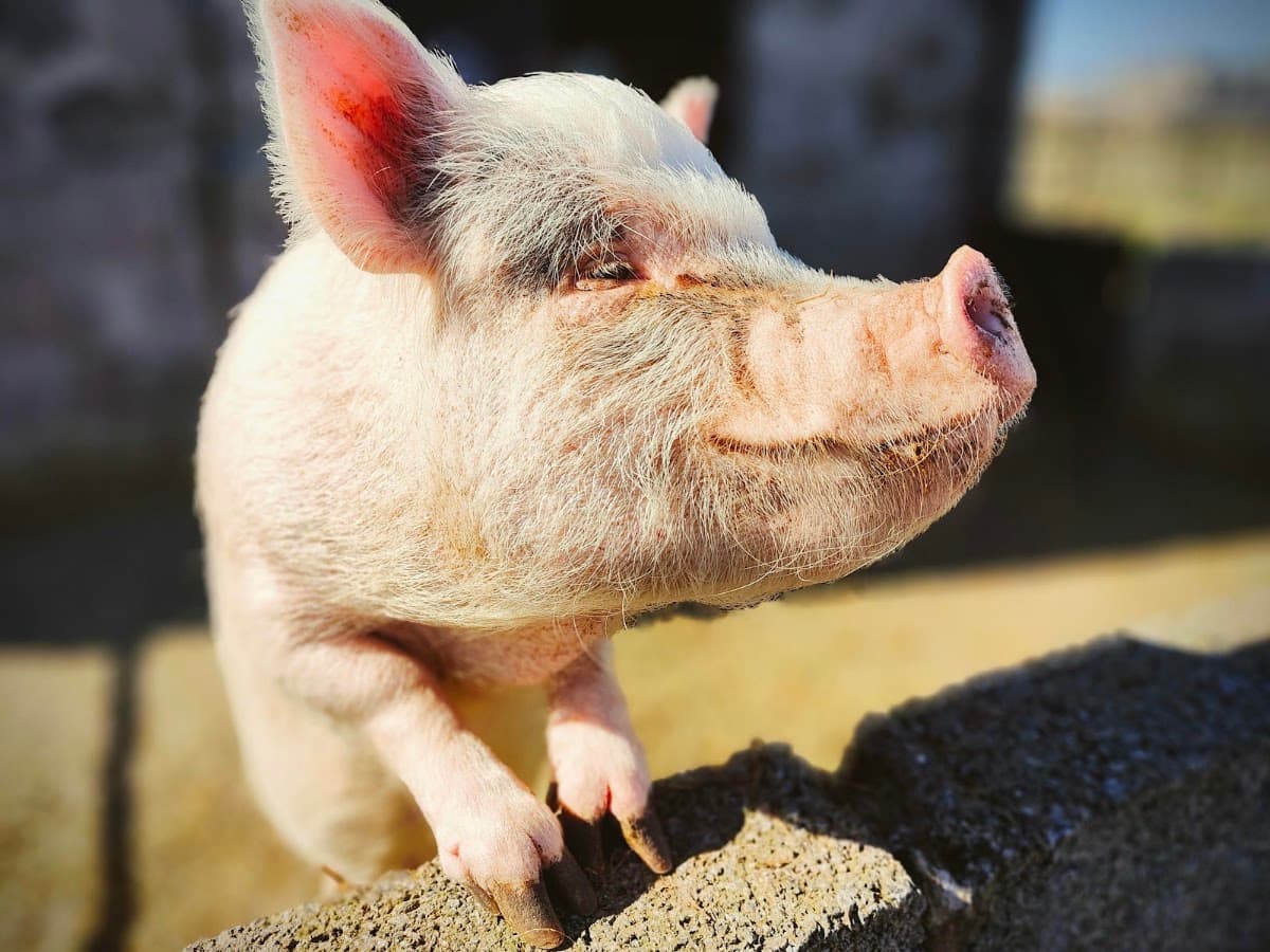 Puffin Croft, petting Farm, Farm Shop & B&B - Image 2