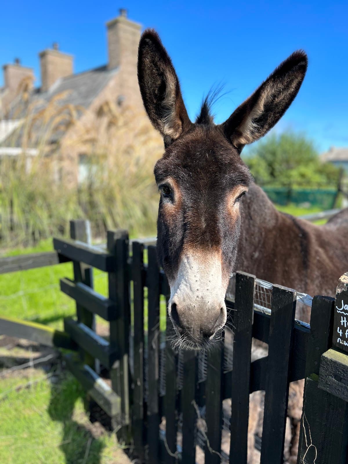 Puffin Croft, petting Farm, Farm Shop & B&B - Image 3