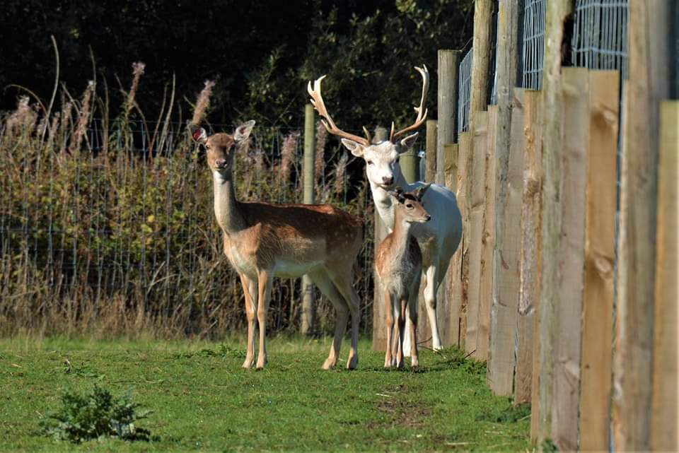 Hillview Animal Park - Main view
