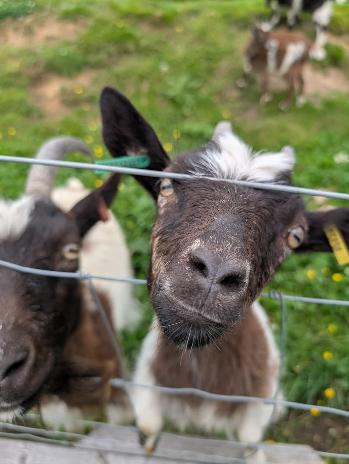 Hillview Animal Park - Image 2