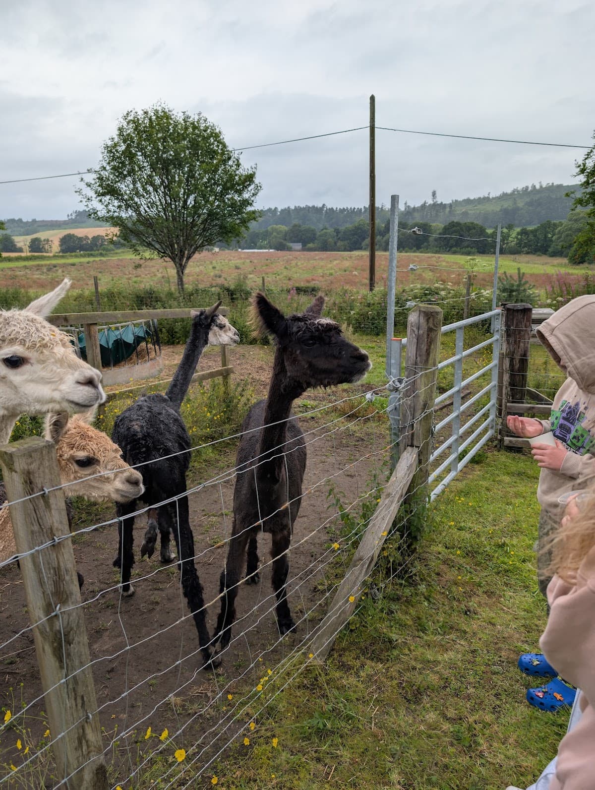 Hillview Animal Park - Image 3