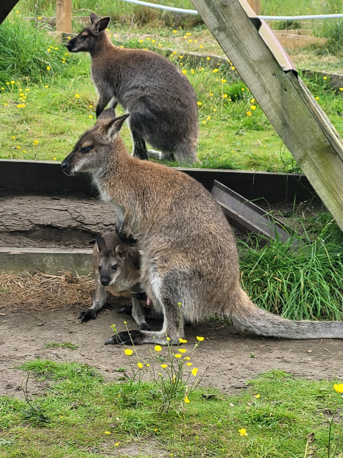 Hillview Animal Park - Image 4