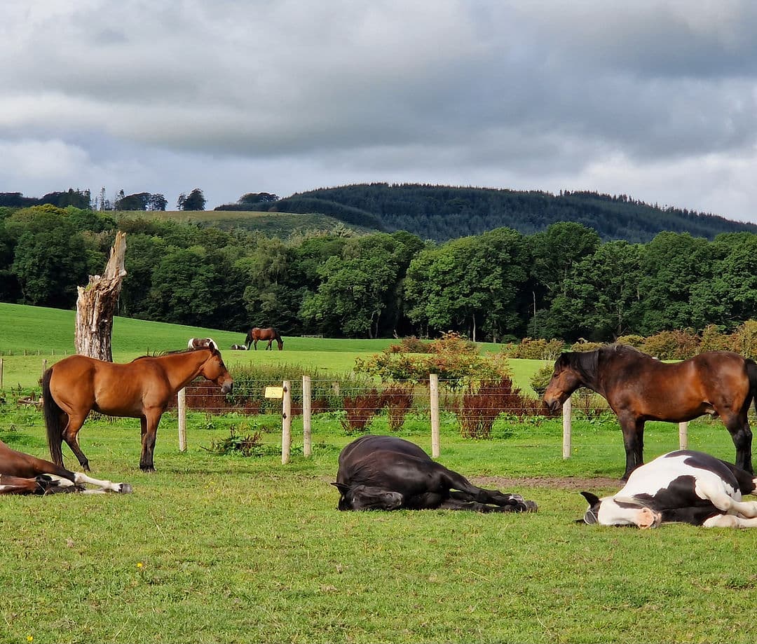 Mossburn Animal Centre - Main view