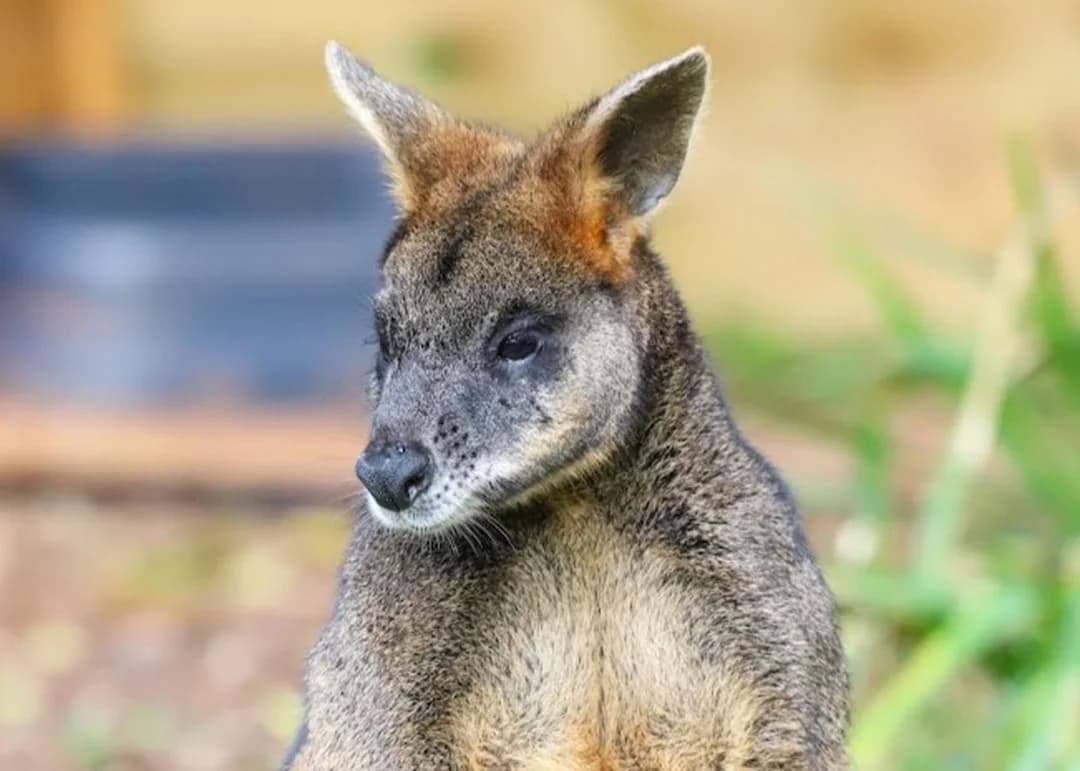 Paignton Zoo Environmental Park - Image 2