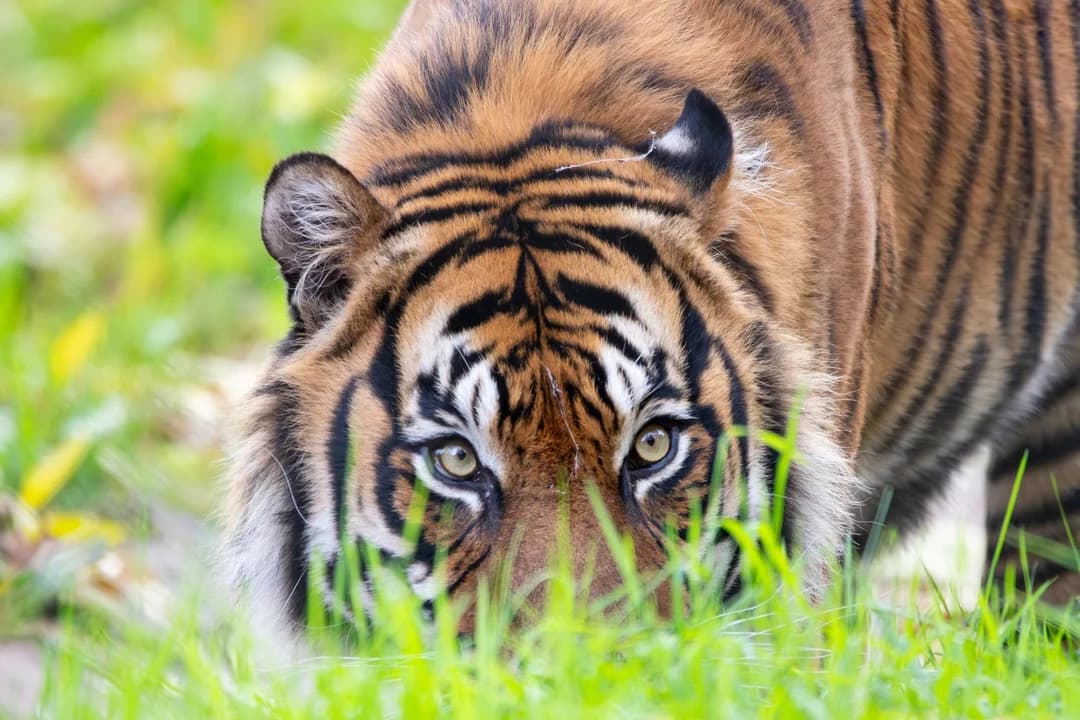 Paignton Zoo Environmental Park - Image 3