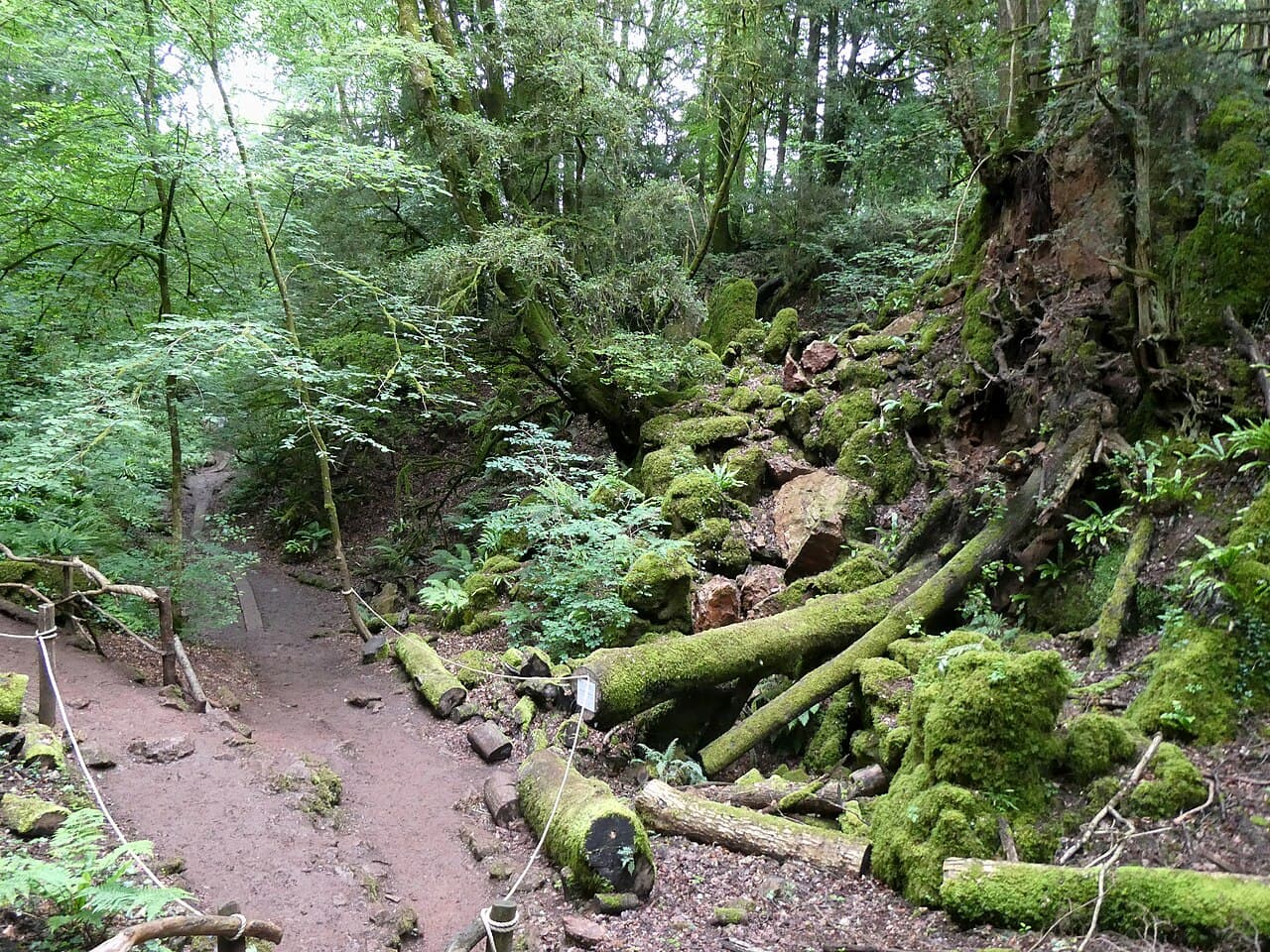 Puzzlewood - Image 3