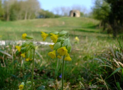 Burton Riggs Nature Reserve - Image 3