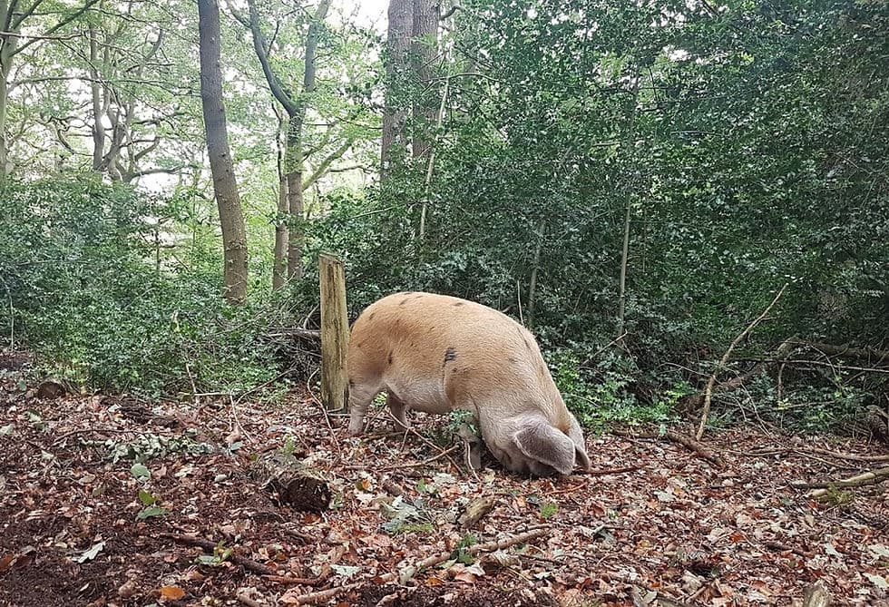 Pigs In The Wood - Main view