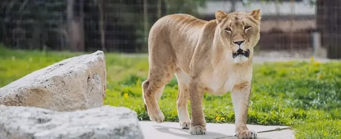 Wolds Wildlife Park - Image 1