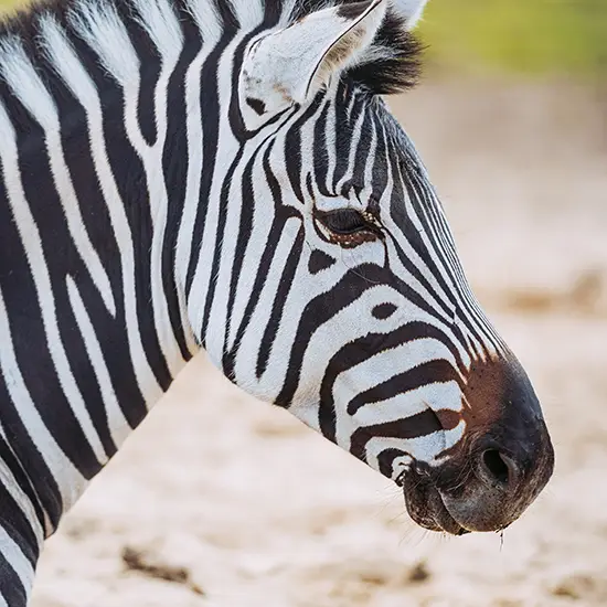 Wolds Wildlife Park - Image 2