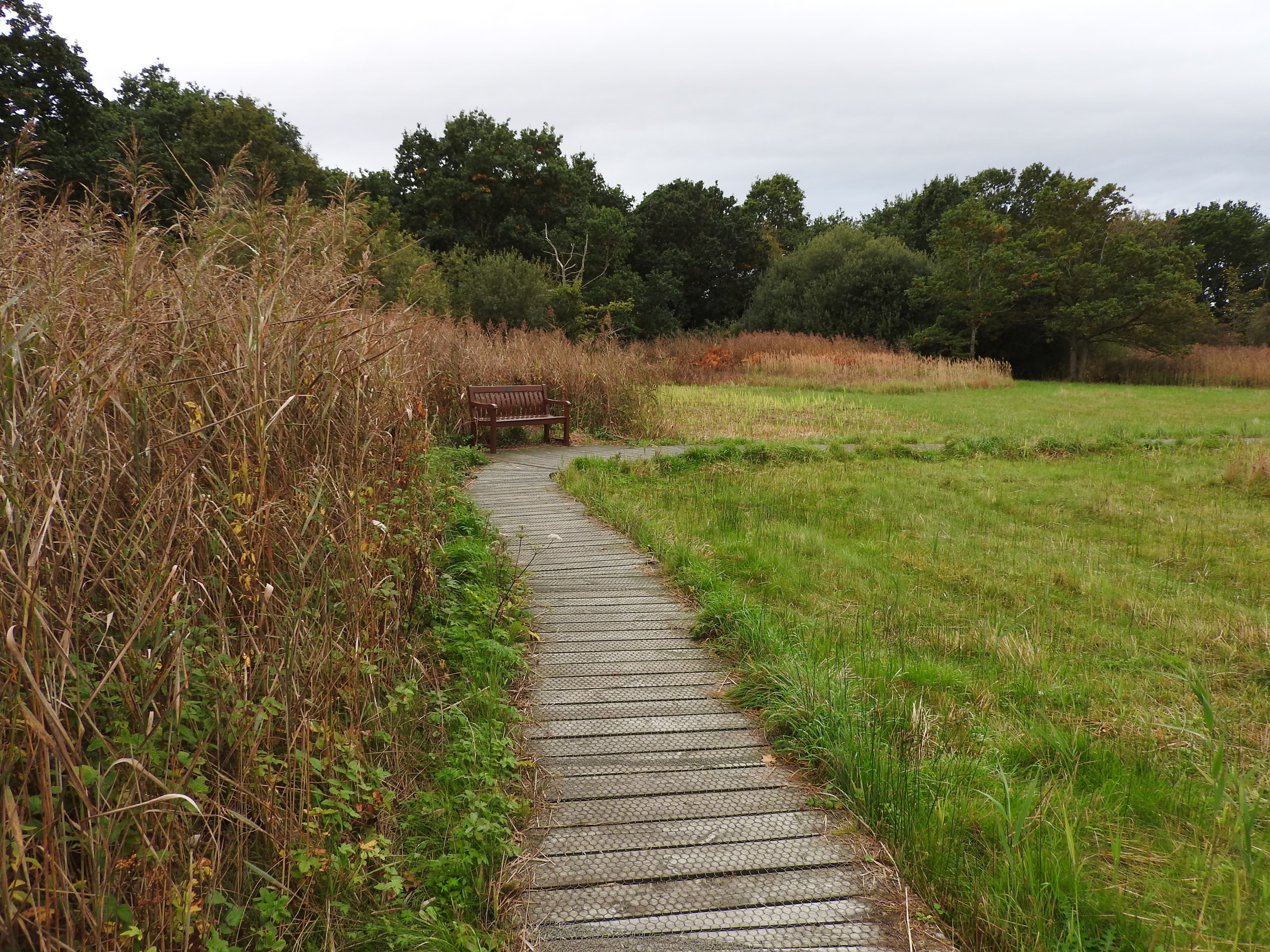 Pigneys Wood - Main view