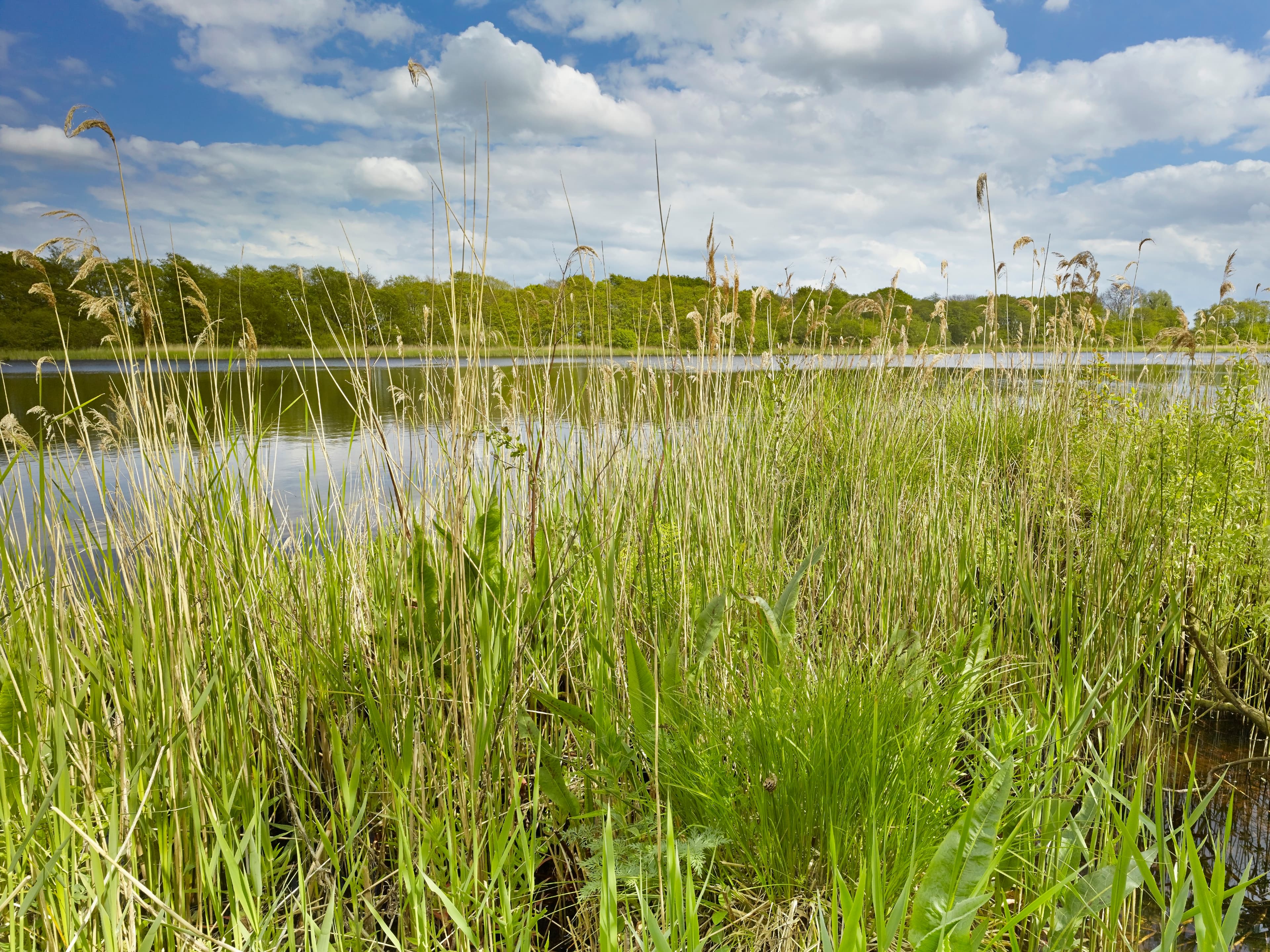 Pigneys Wood - Image 2