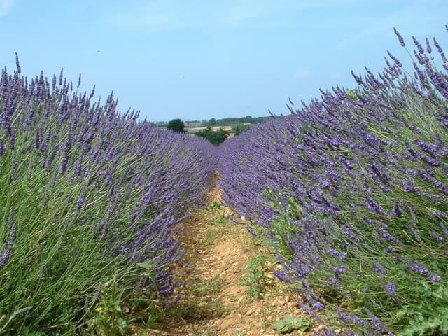 Norfolk Lavender - Image 1