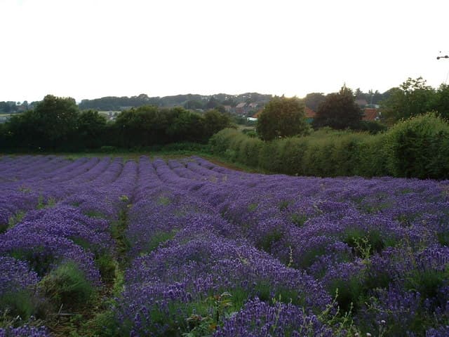 Norfolk Lavender - Image 2