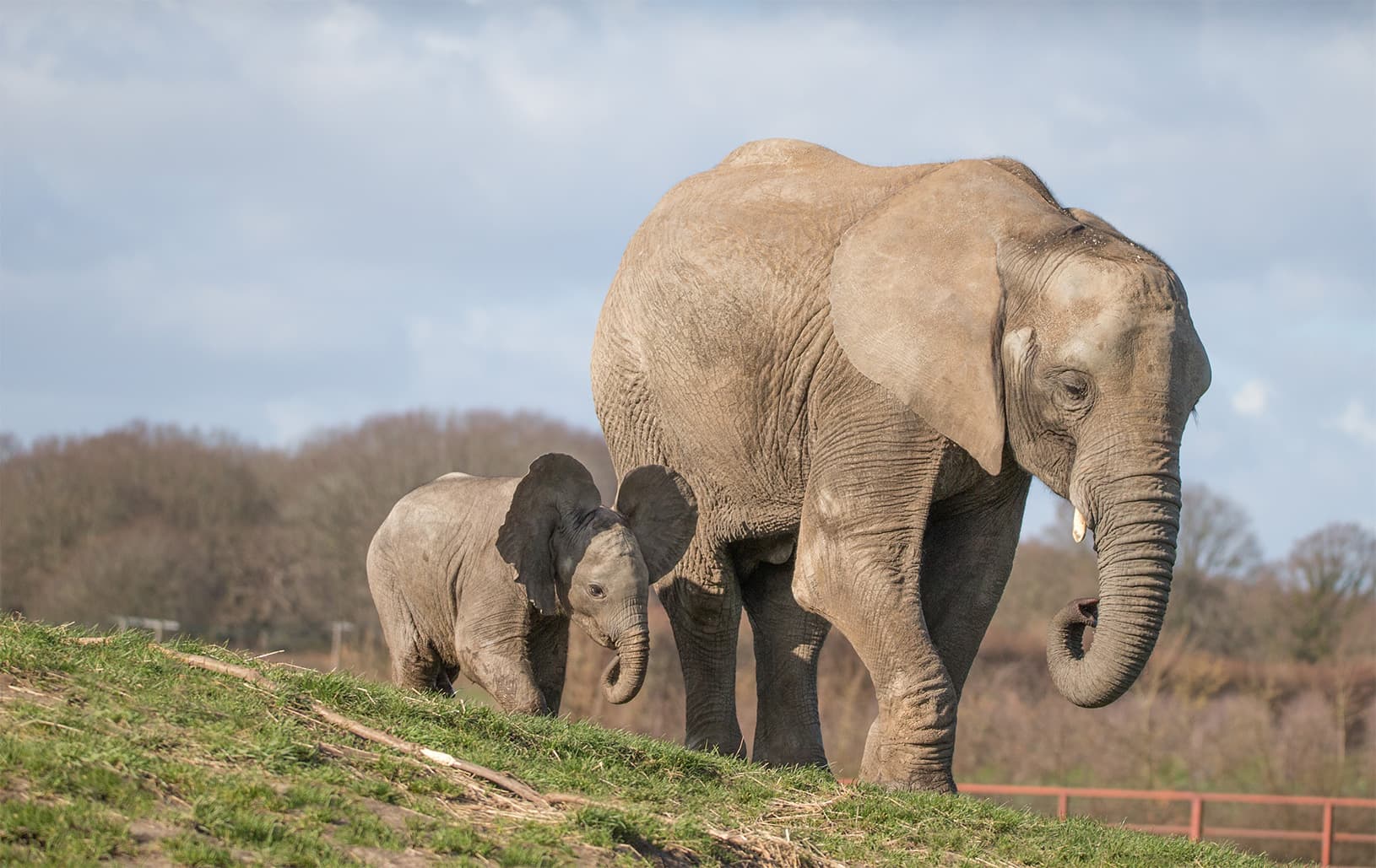 Howletts Wild Animal Park - Image 2