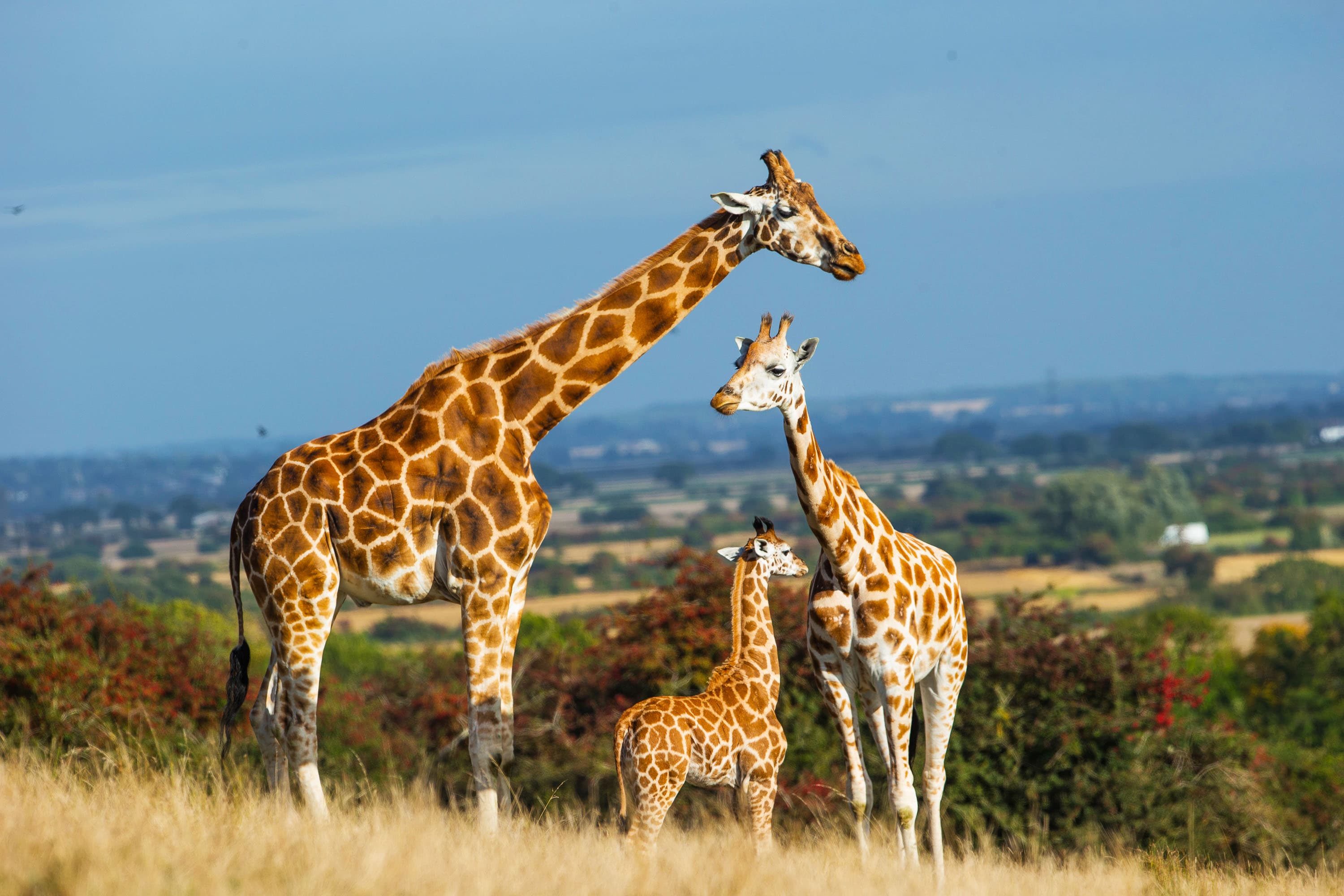 Howletts Wild Animal Park - Image 3