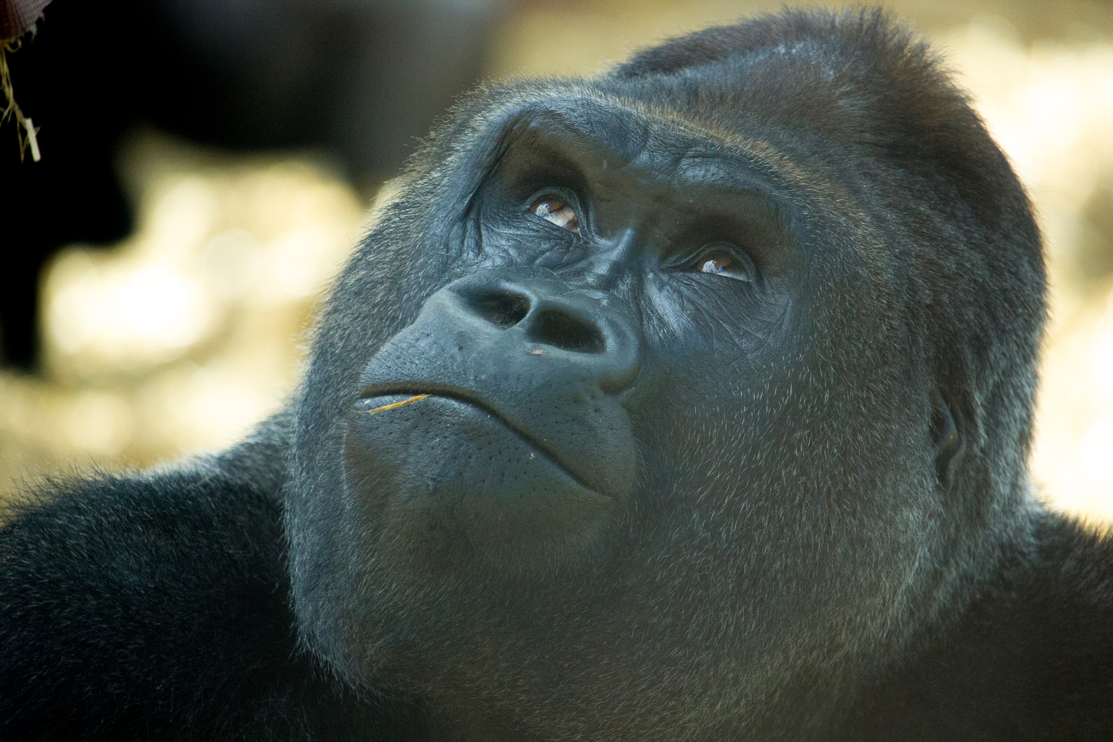 Howletts Wild Animal Park - Image 4