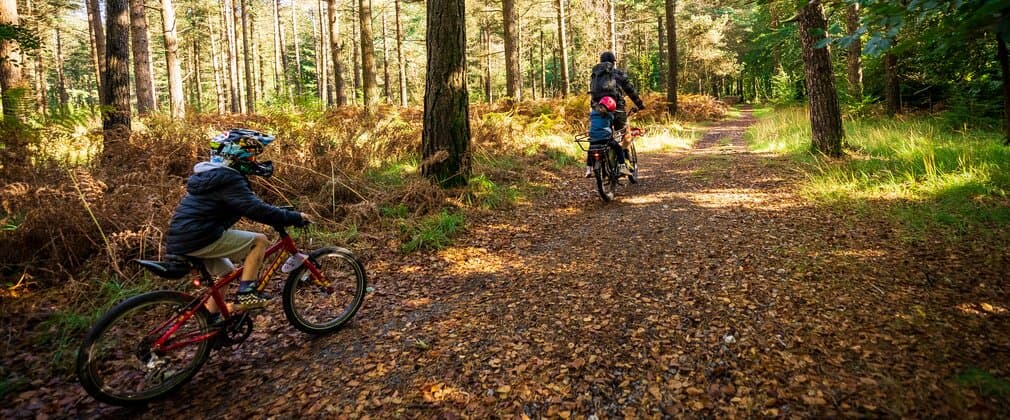 Haldon Forest Park - Forestry England - Image 2
