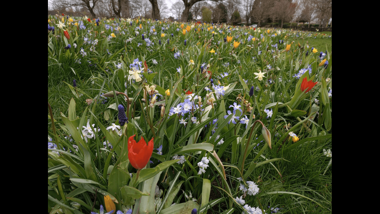 Maurice Lea Memorial Park - Image 2
