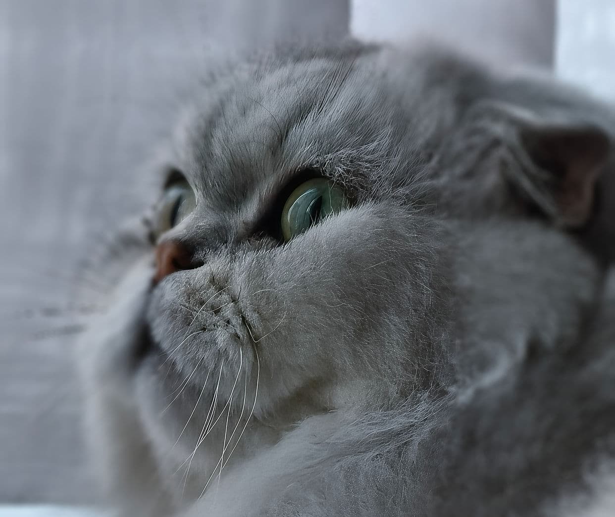 Cat-titude Cat Cafe - Main view