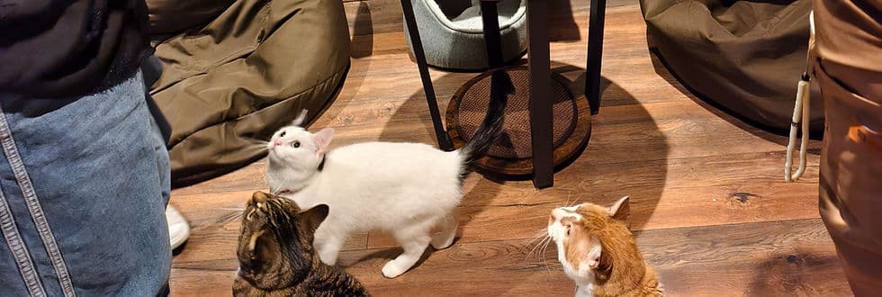 Cat-titude Cat Cafe - Image 2