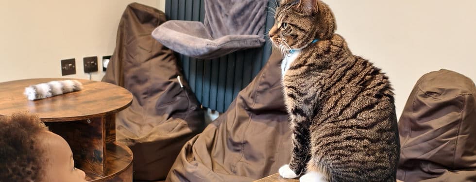 Cat-titude Cat Cafe - Image 3