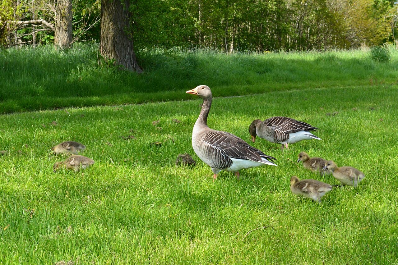 Craigavon City Park - Image 2