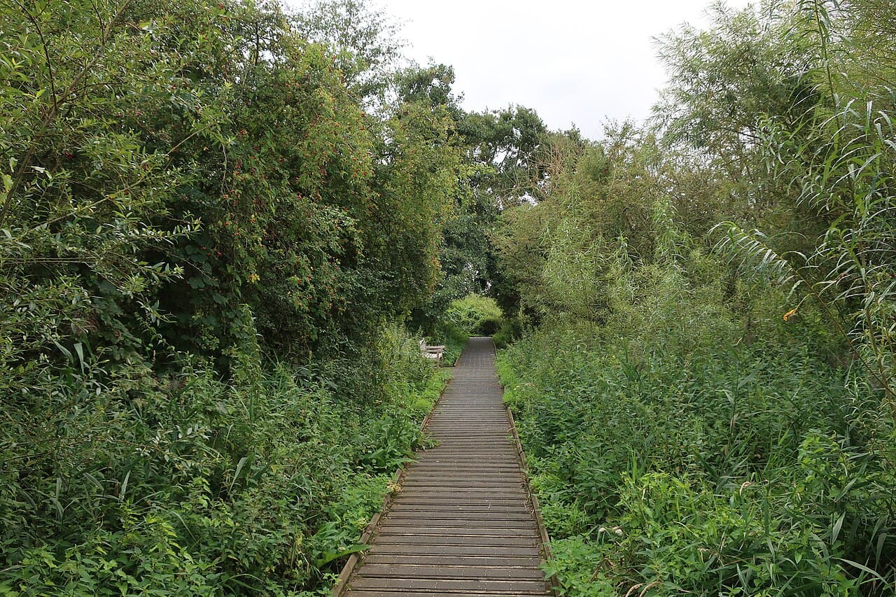 Holt Island Nature Reserve - Image 1