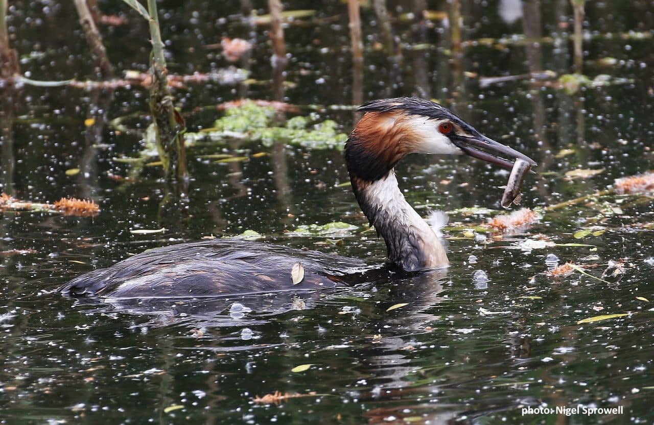 Holt Island Nature Reserve - Image 2