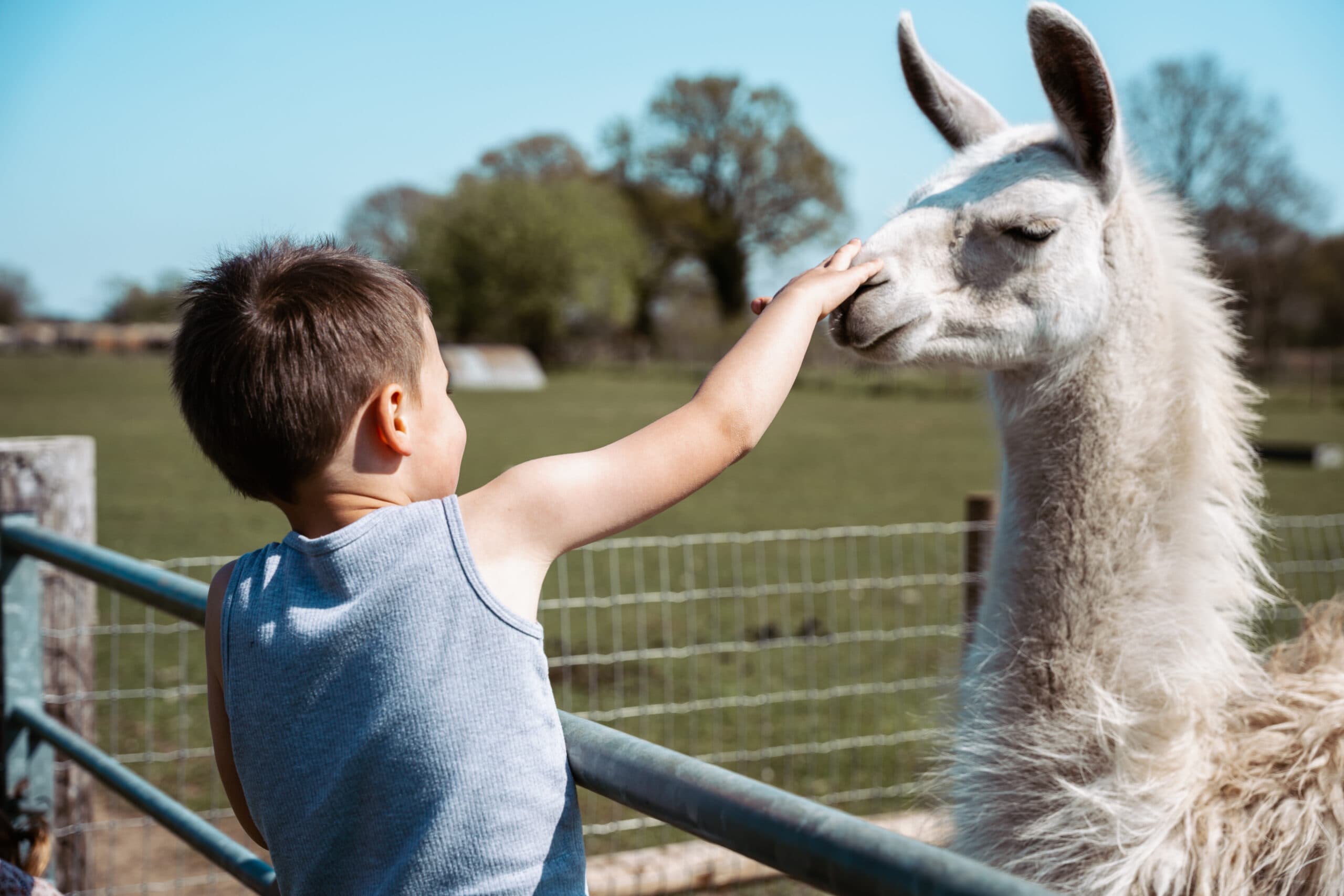 Melsop Farm Park - Image 2