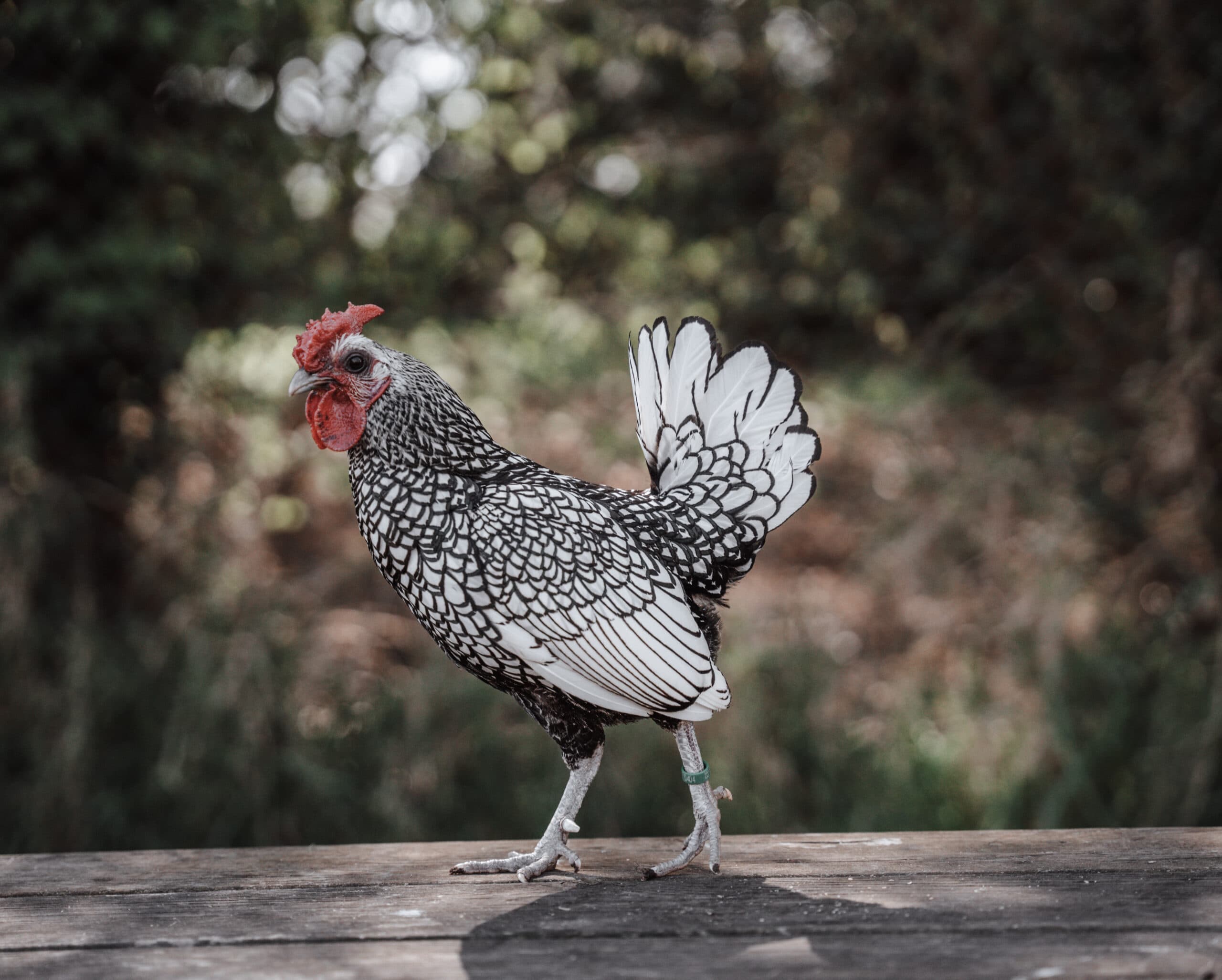 Melsop Farm Park - Image 4