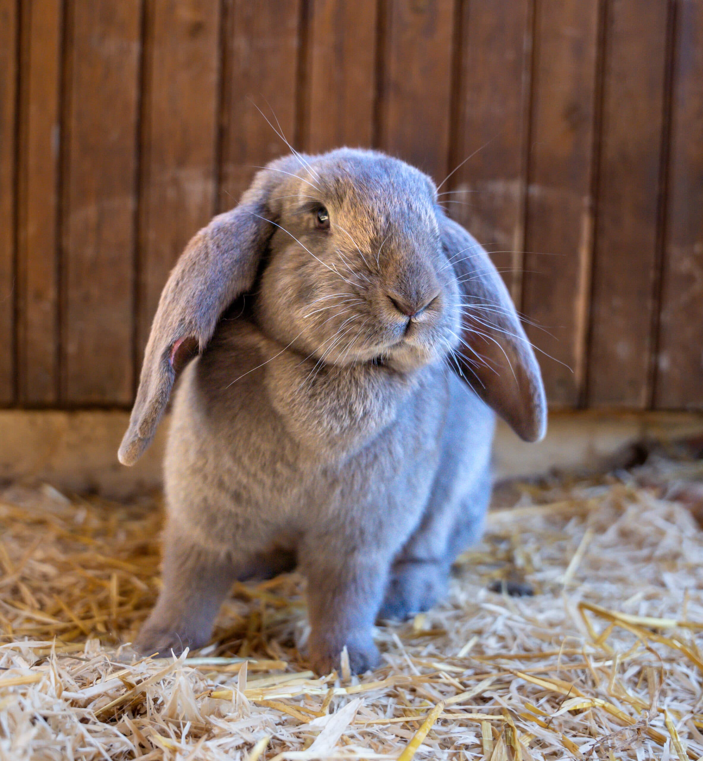 Melsop Farm Park - Image 5
