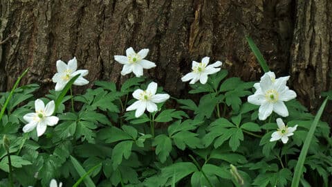 Oak Hill Wood, London Wildlife Trust - Image 2