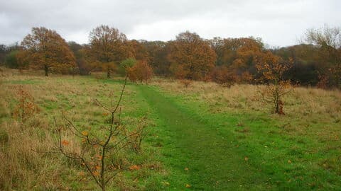 Oak Hill Wood, London Wildlife Trust - Image 3