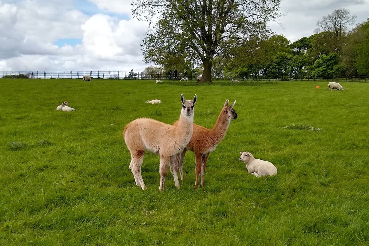 Graves Park Animal Farm - Main view