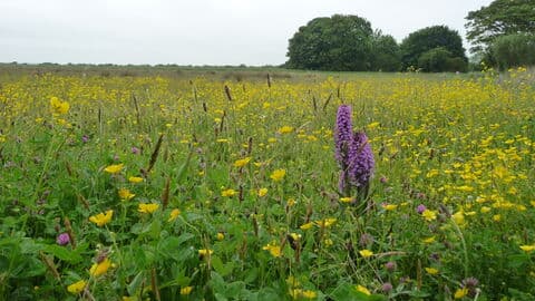 Saltfleetby-Theddlethorpe Dunes National Nature Reserve - Image 3