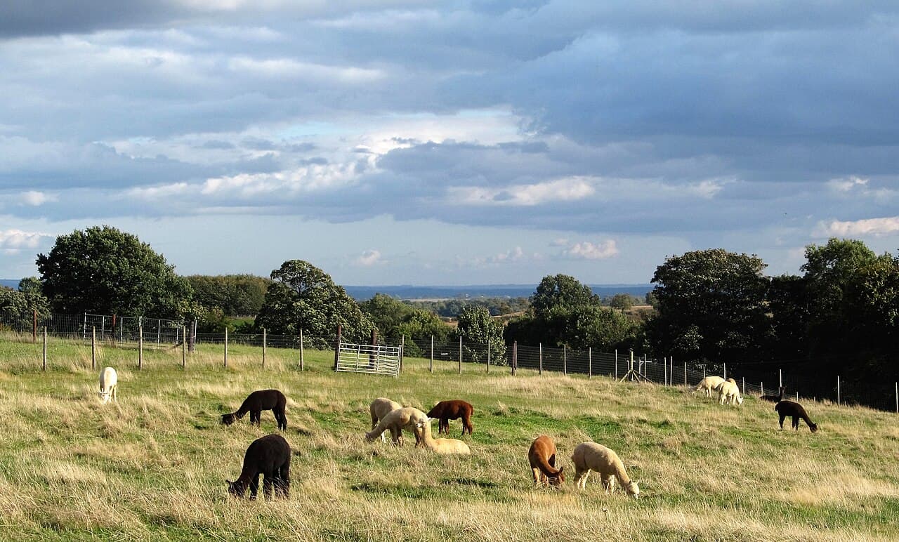 Beacon Alpacas - Main view